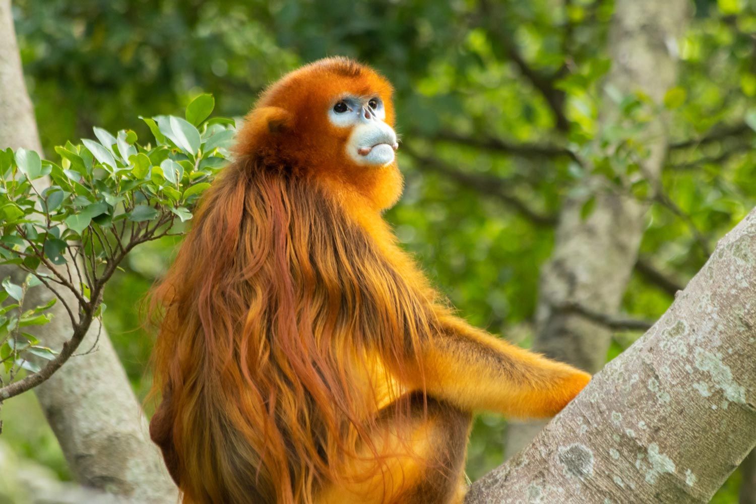 Hôtel Le Haut des Lys - Zooparc de Beauval