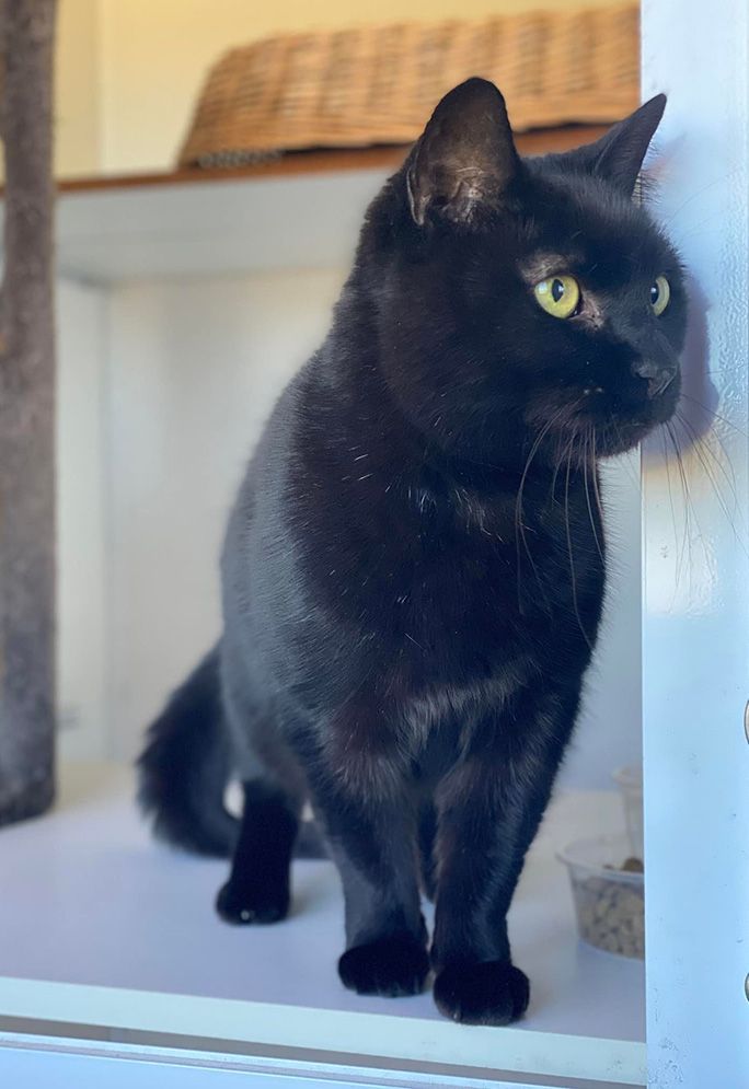 A Black Cat With Yellow Eyes is Standing Next to a Door — Isis Pet Resort in Goodwood, QLD