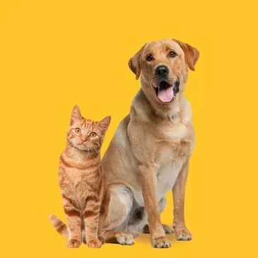 A Dog and a Cat Are Sitting Next to Each Other on a Yellow Background — Isis Pet Resort in Goodwood, QLD