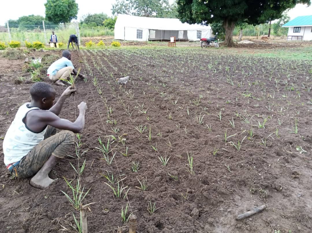 A group of people are working in a field.