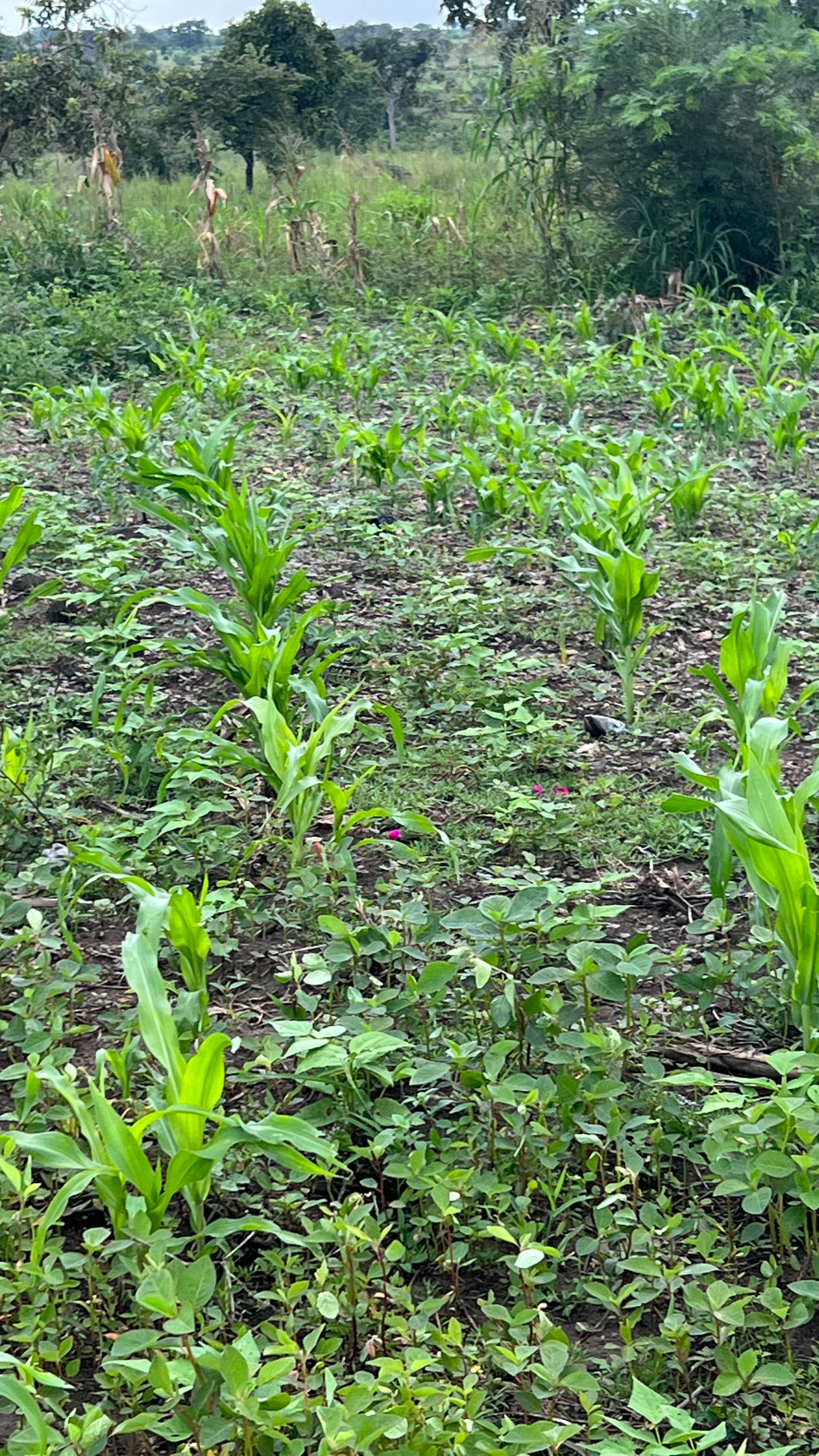 A field filled with lots of green plants growing in the dirt.
