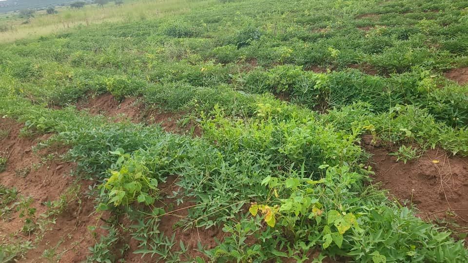 Rows of green plants growing on a sloped, brown earth farm.