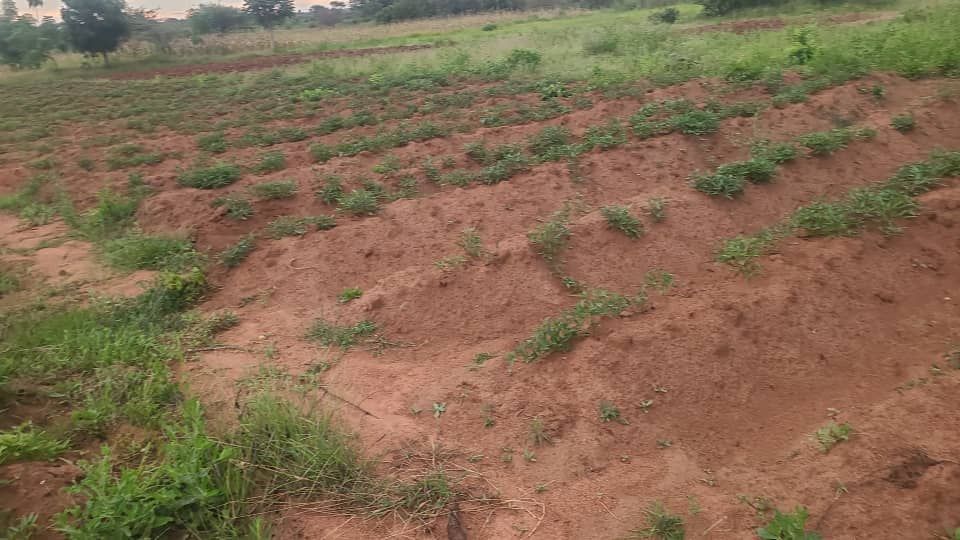 Brown earth farm rows with green plants growing, set outdoors.