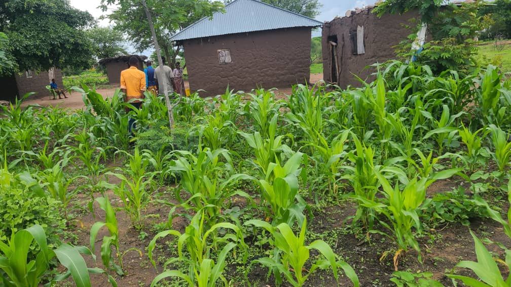 A group of people are standing in a field of corn plants.