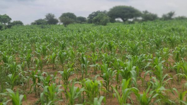 A field of corn plants growing in the dirt with trees in the background.