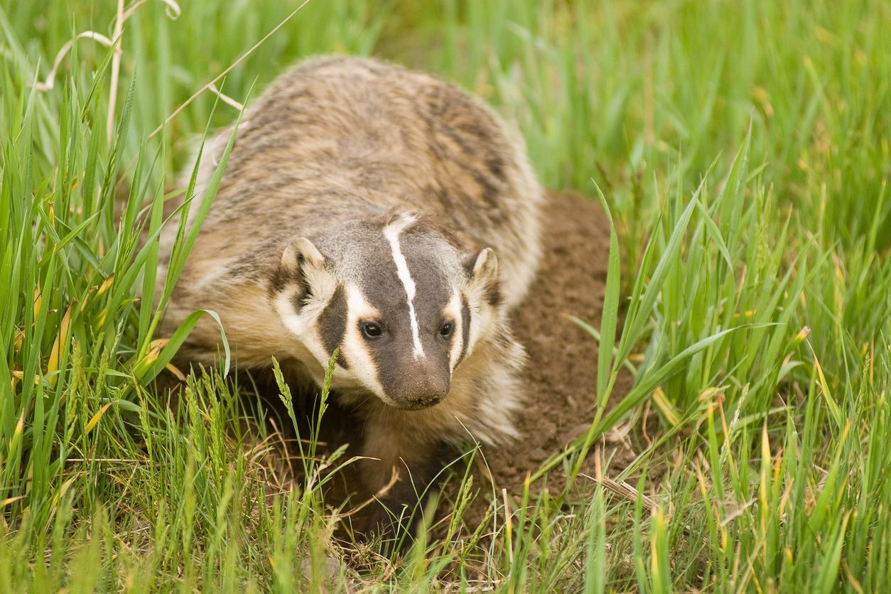 Ecological Consulting