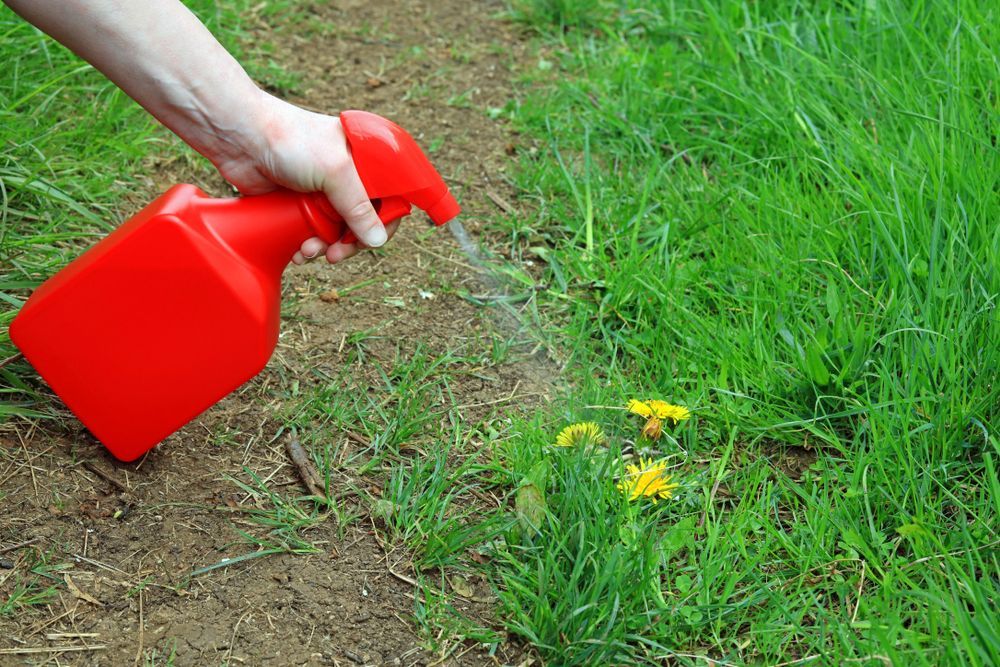Hand Spraying Weed Killer on Dandelions in A Grassy Yard — Young's Lawn Care In Aitkenvale, QLD
