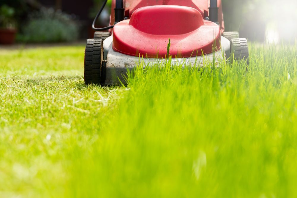 Red Lawnmower Cutting Green Grass in A Sunny Yard — Young's Lawn Care In West End, QLD