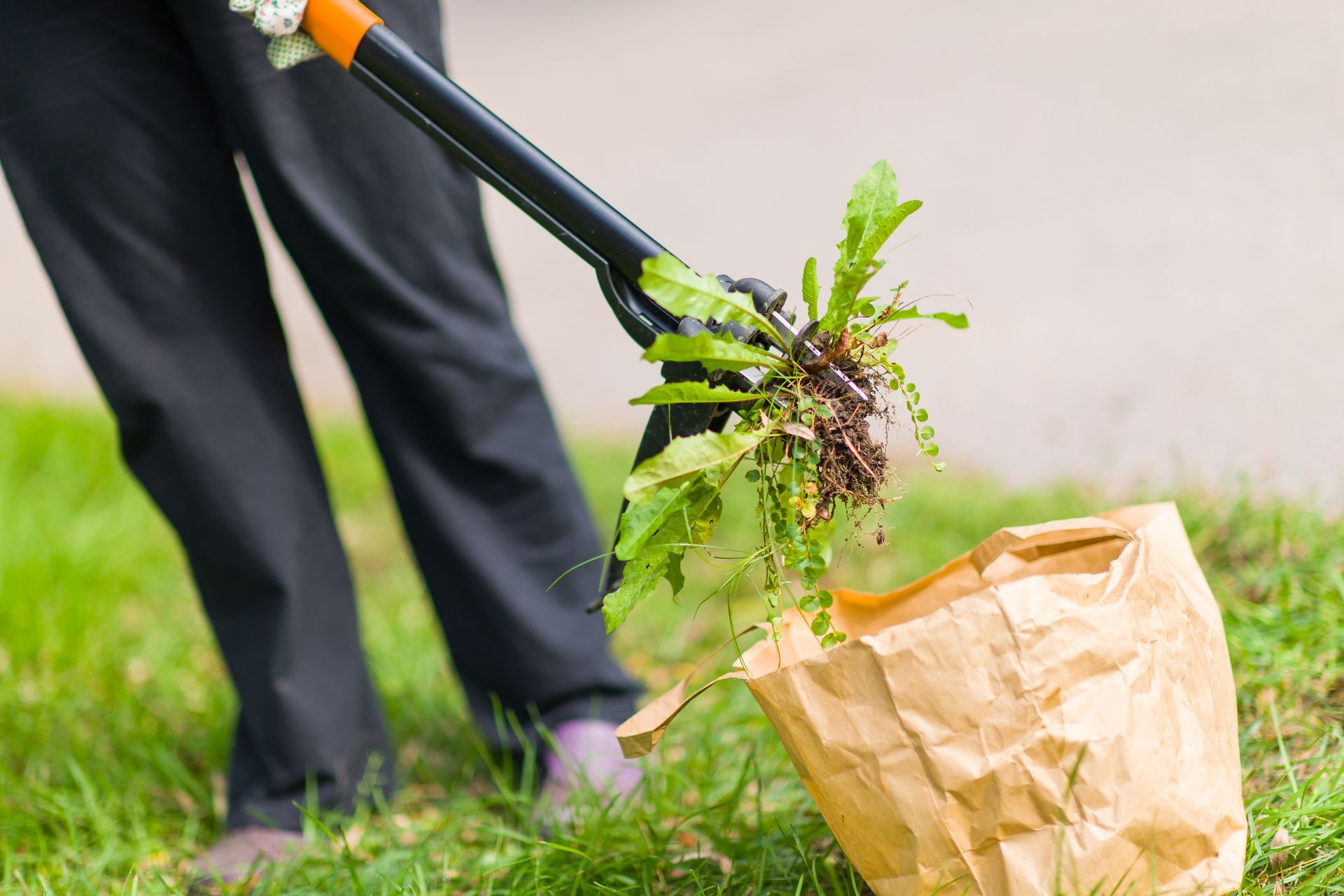 Person Weeding Grass, Using A Tool To Pull Weeds Into A Brown Paper Bag — Young's Lawn Care In Glenden, QLD