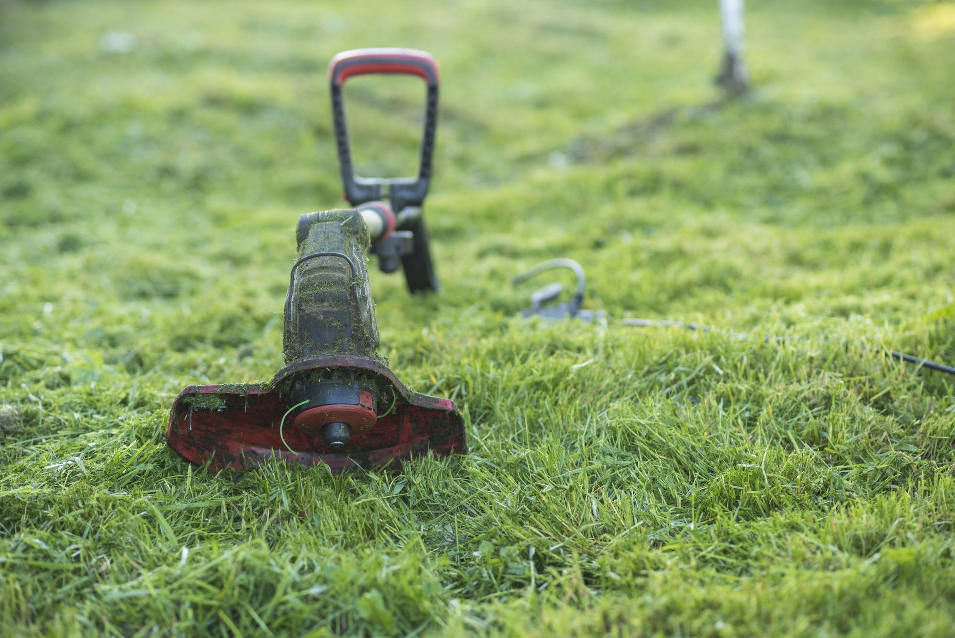 A Red and Black Weed Wacker Lying on Freshly Cut Green Grass with Its Handle Upright — Young's Lawn Care In West End, QLD