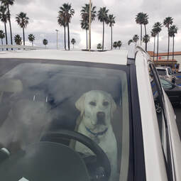 Tips for dog owners