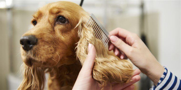 A person is brushing a cocker spaniel 's hair with a comb.