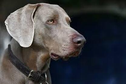 We offer a full range of luxury dog grooming services.