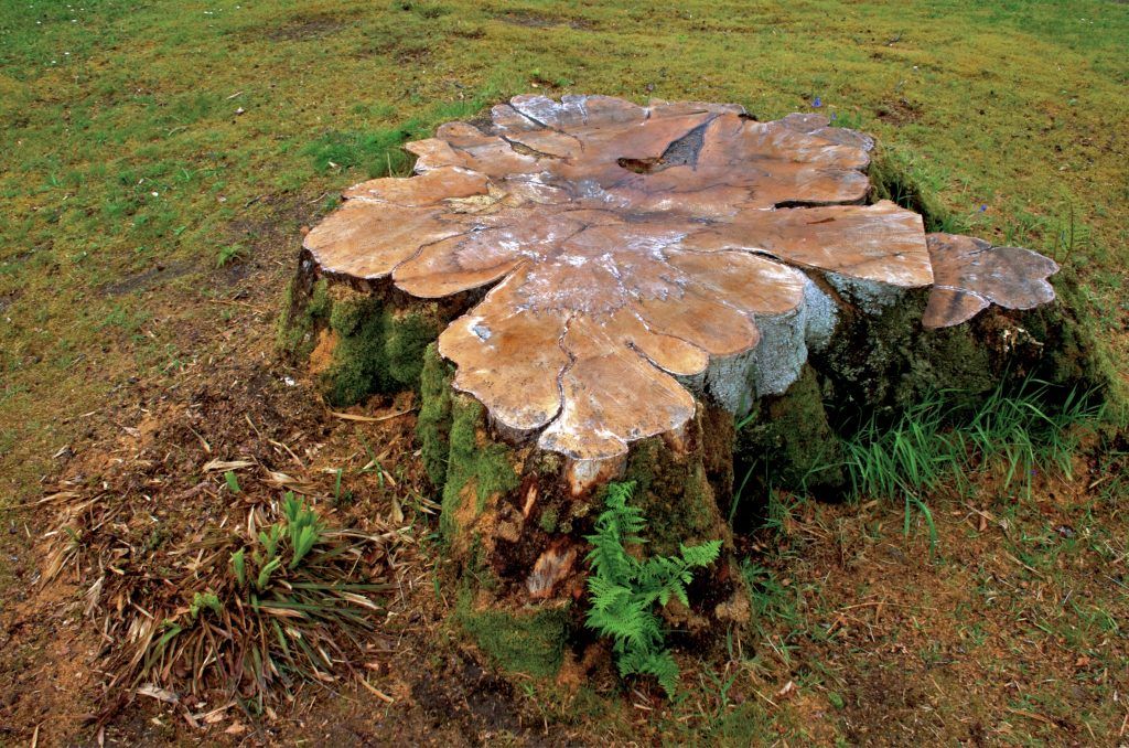Cevet Tree Care provides tree & stump removing services in Columbia, Mo