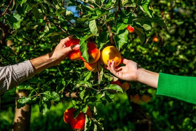 A man and a woman are picking apples from an apple tree.