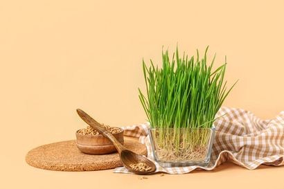 A bowl of wheat grass and a wooden spoon on a table.