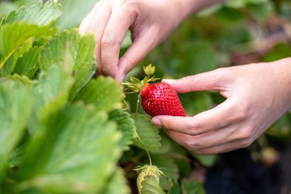 A person is picking strawberries from a plant.