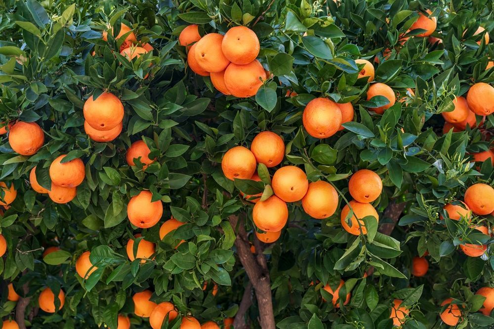 A bunch of oranges are growing on a tree.