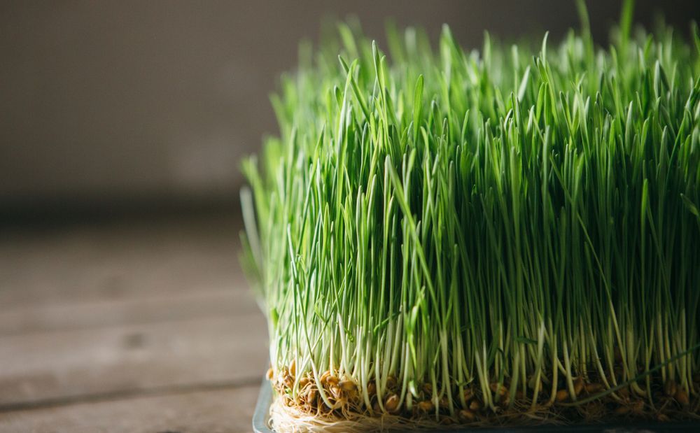 A bunch of green grass is growing on a wooden table.