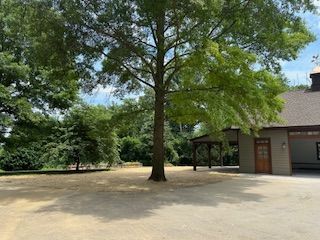 Large tree in a sandy courtyard beside a building, with green landscaping and blue sky.