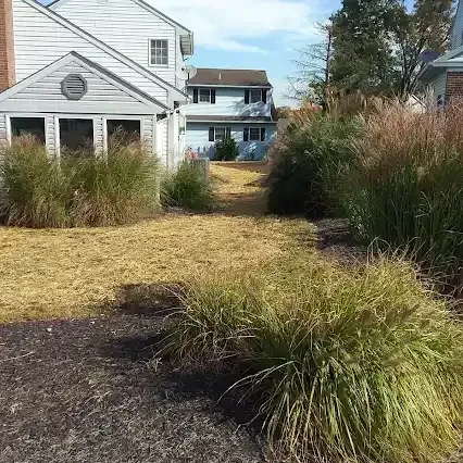 Backyard with dried grass, ornamental grasses, and houses in the background under a blue sky.