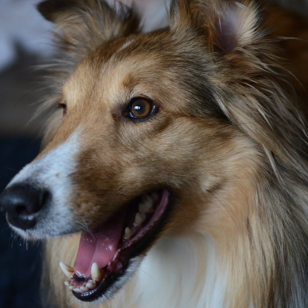 Close-up of a tan and white dog with a fluffy coat, mouth open and tongue out