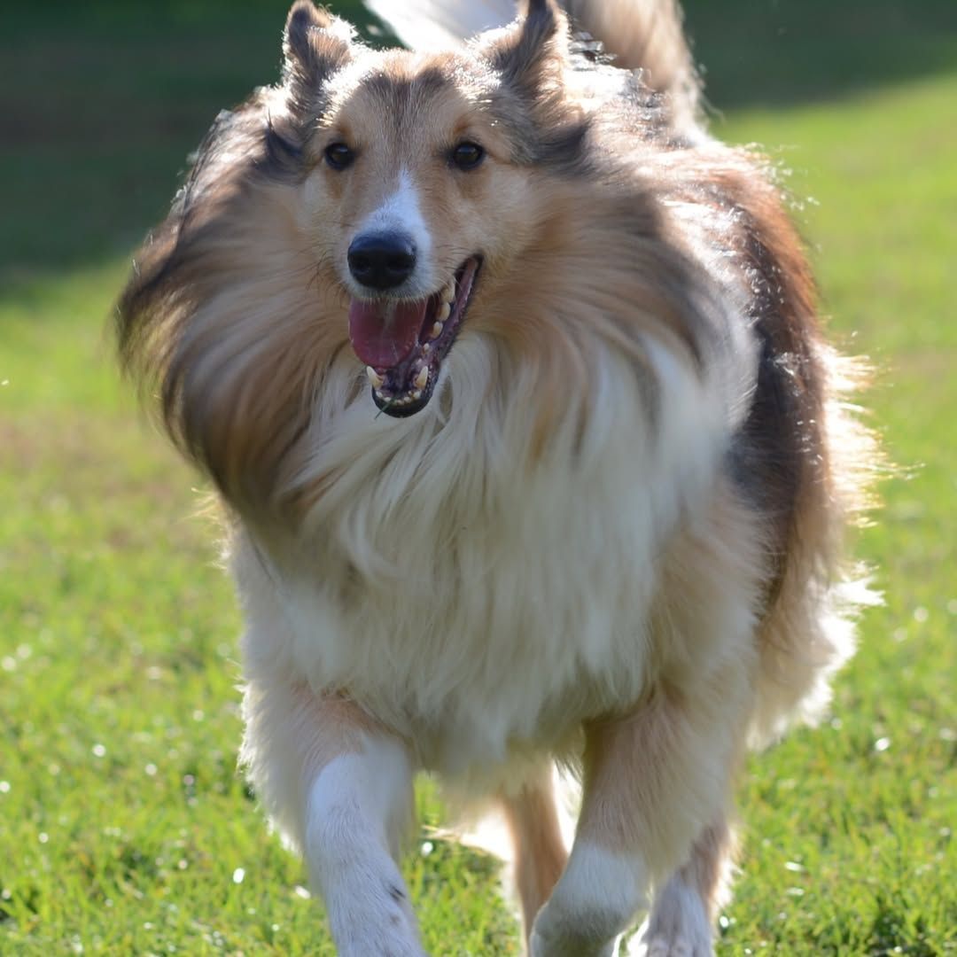 Collie dog running on grass with mouth open and fur blowing in the sunlight