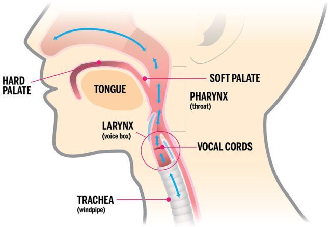 vocal chord diagram