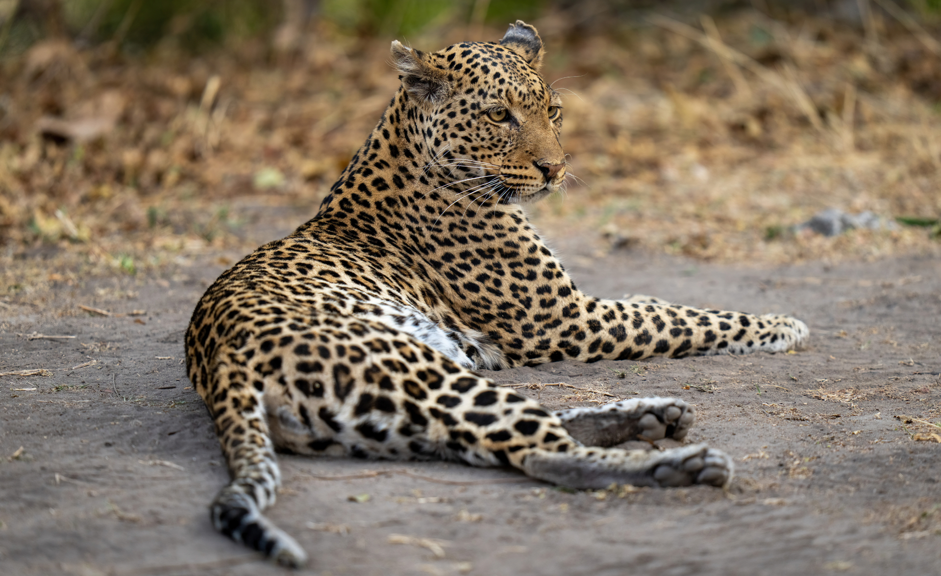 Leopard lying on a dirt path, looking back with spotted coat and a long tail.