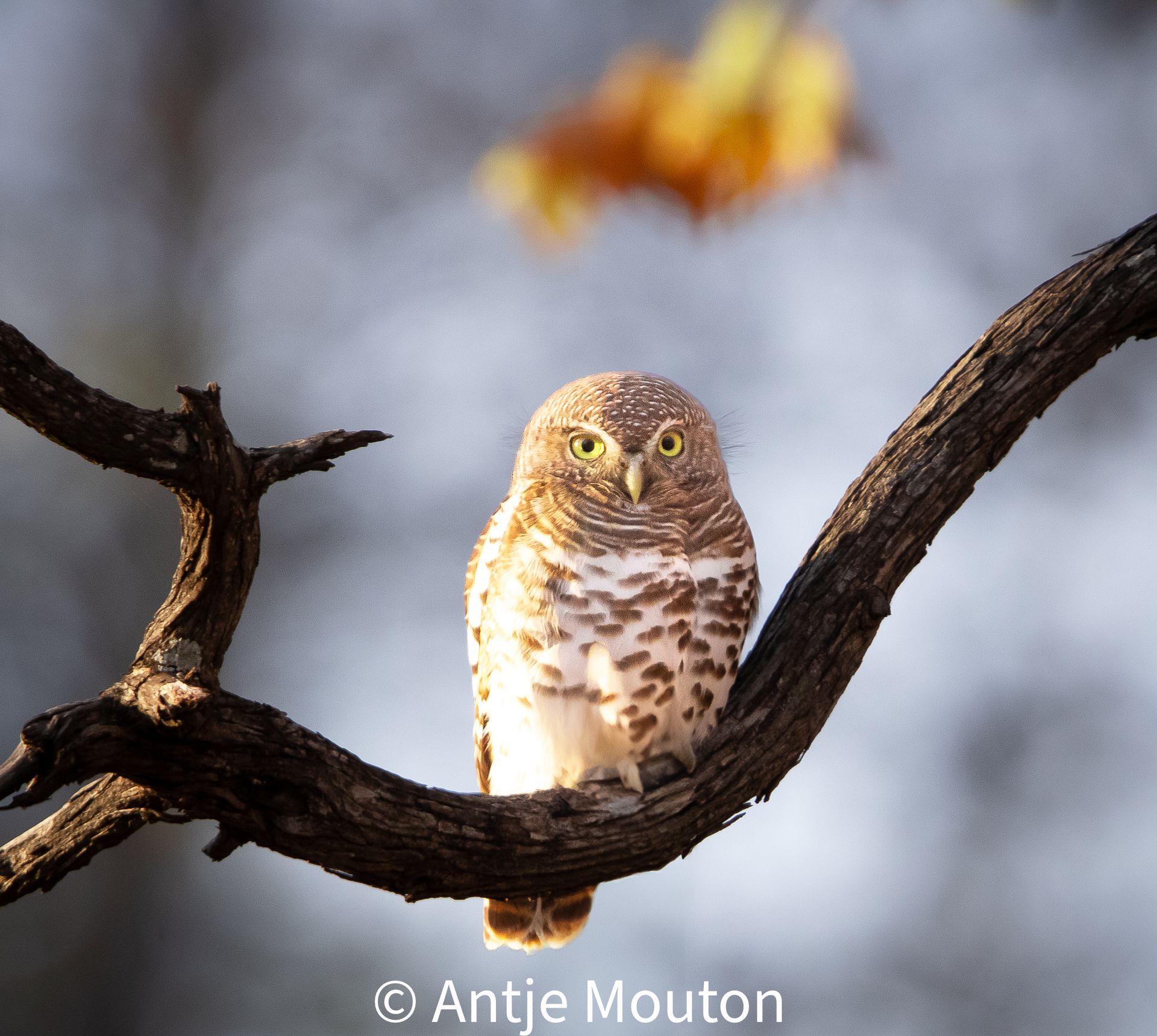 Owl with speckled chest and striped body perches on a branch, gazing forward.