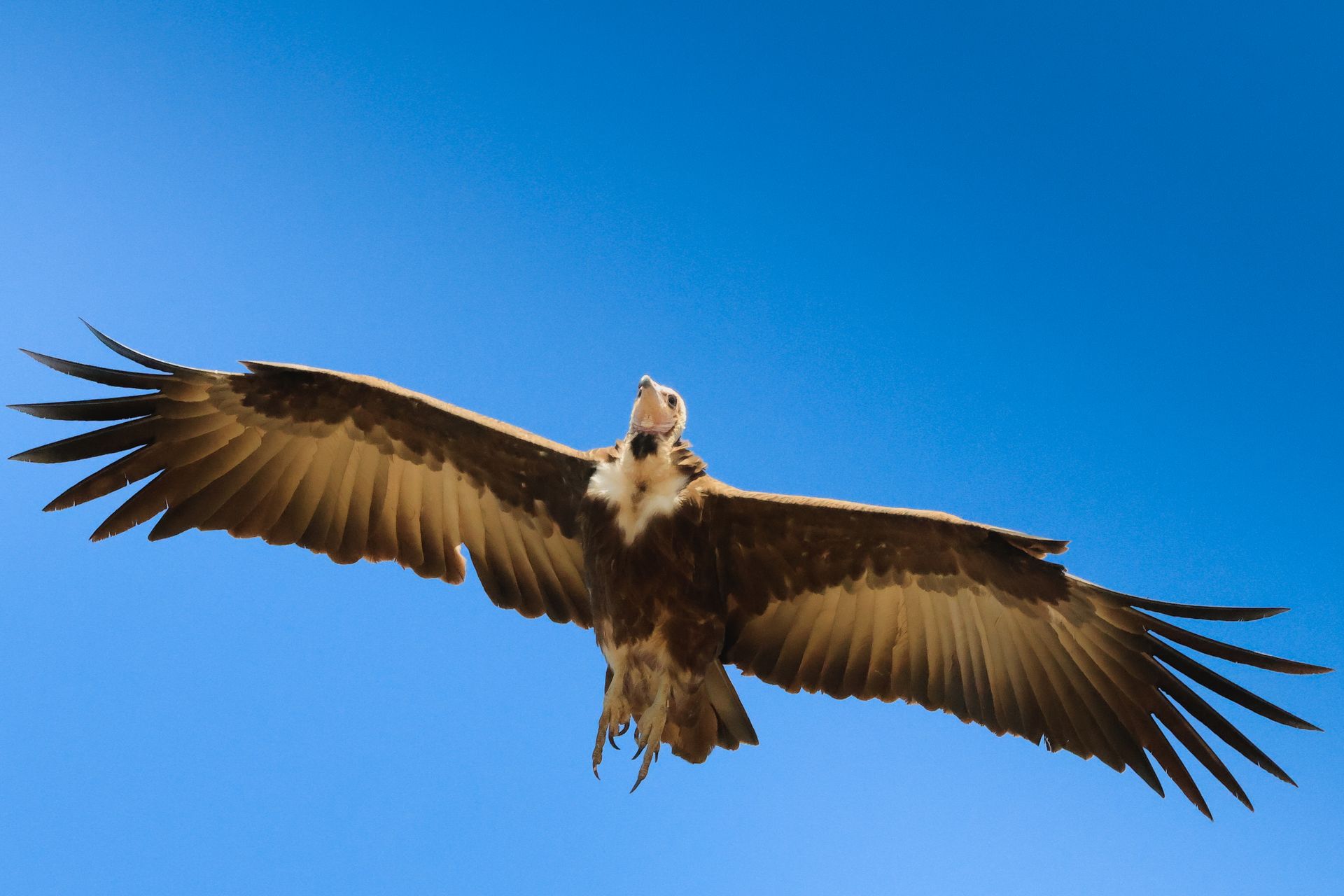 Hooded Vulture