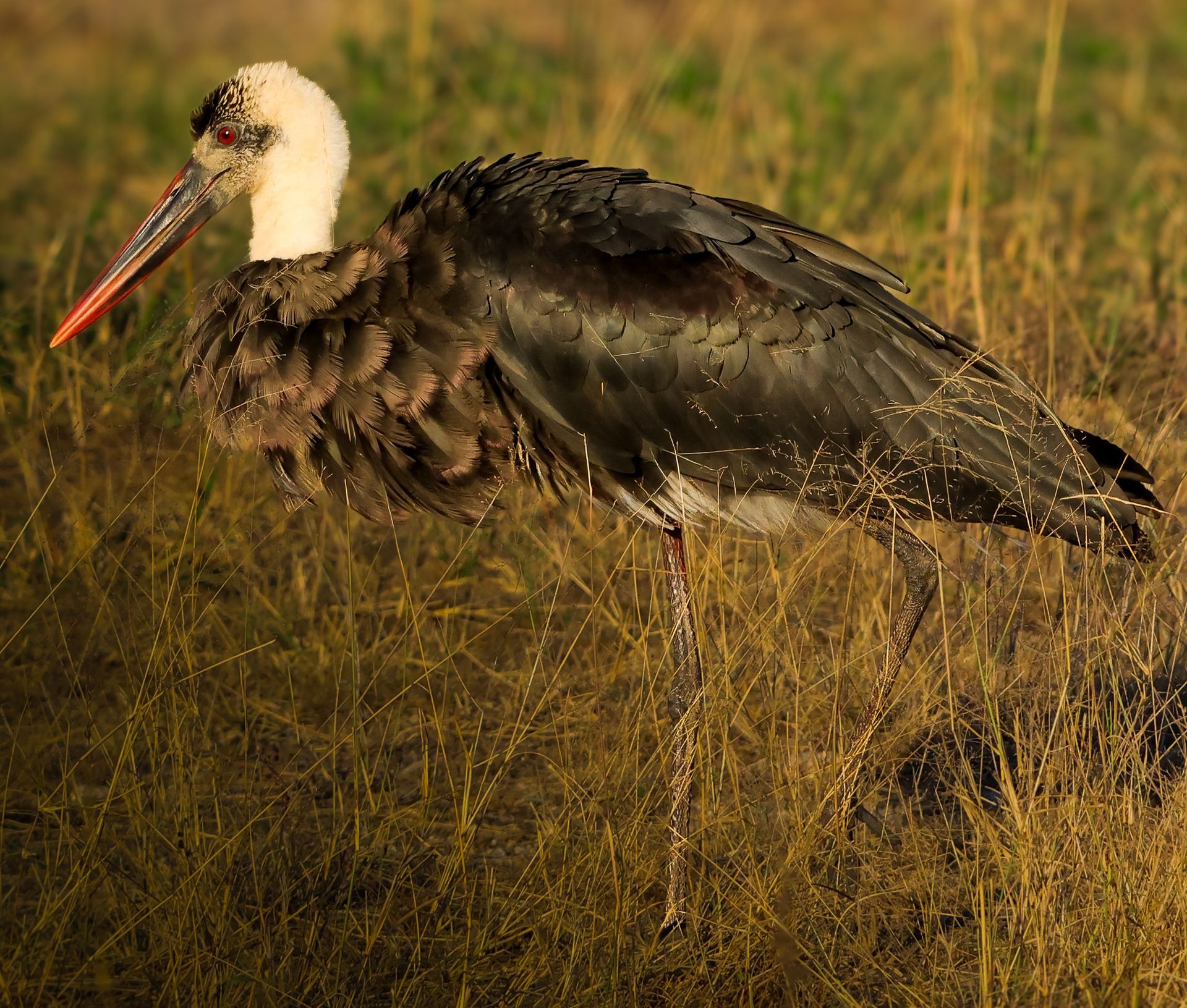 Woolly-necked Stork