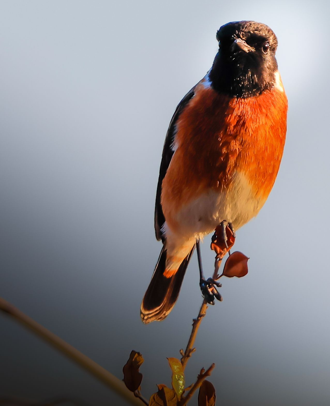 African Stone Chat