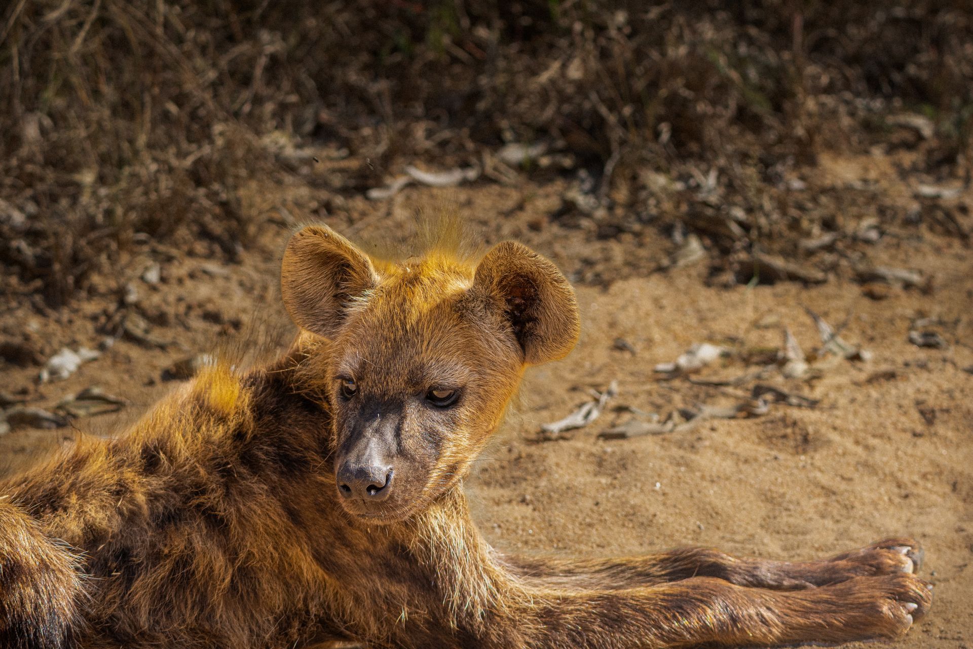 Hyena Cub in Sunlight