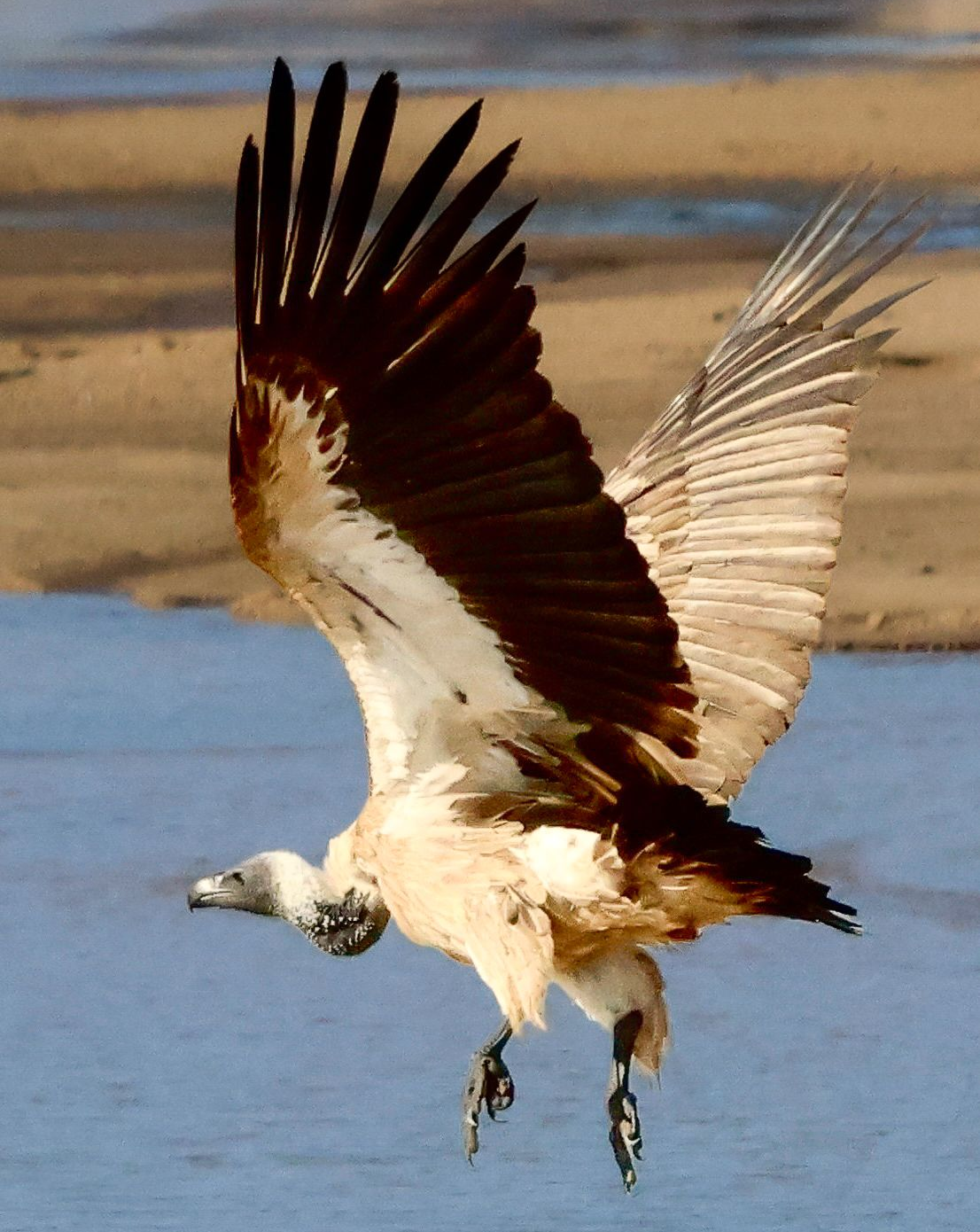 Osprey swooping low over water with wings spread wide, hunting in a coastal marsh