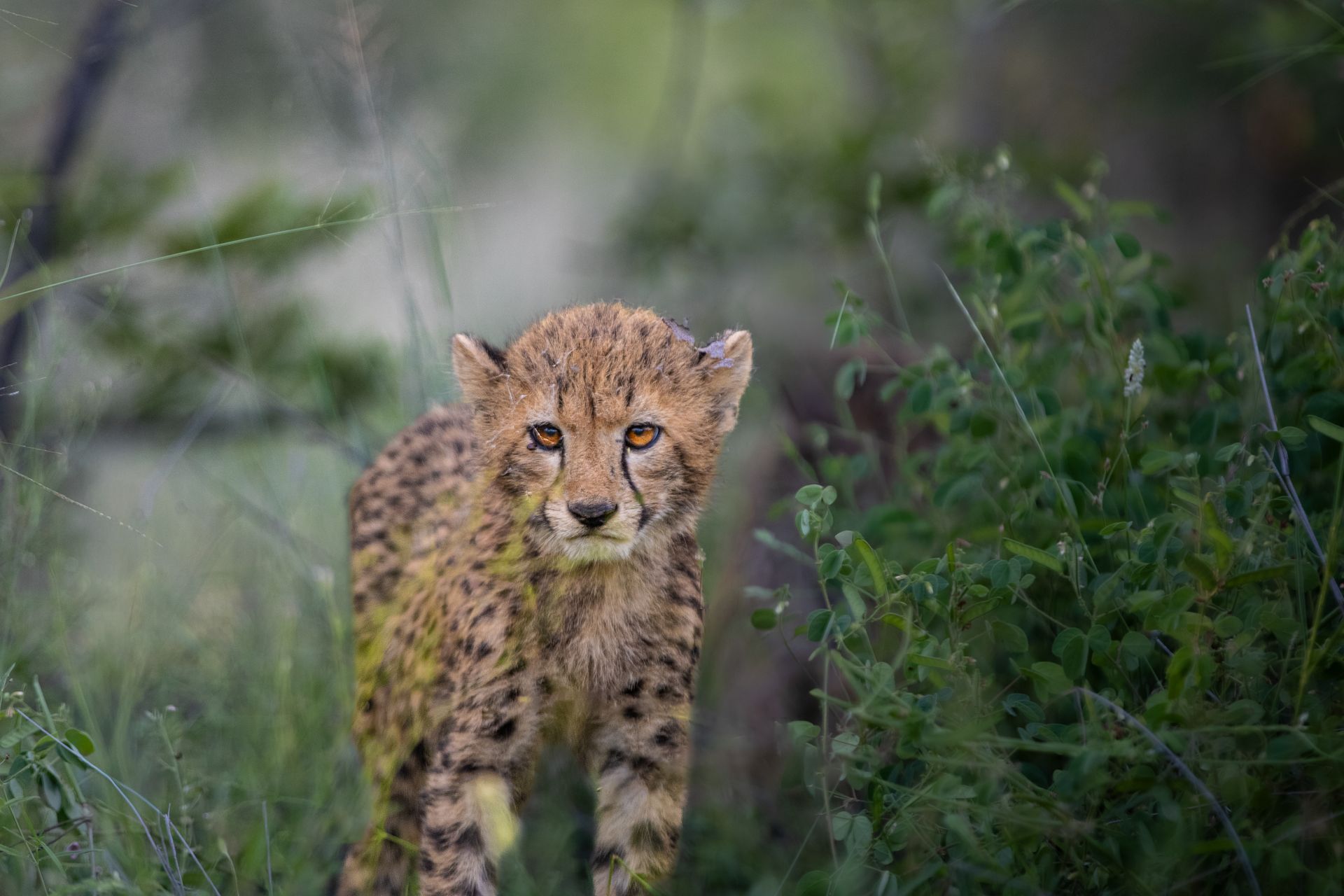 Cheetah Cub