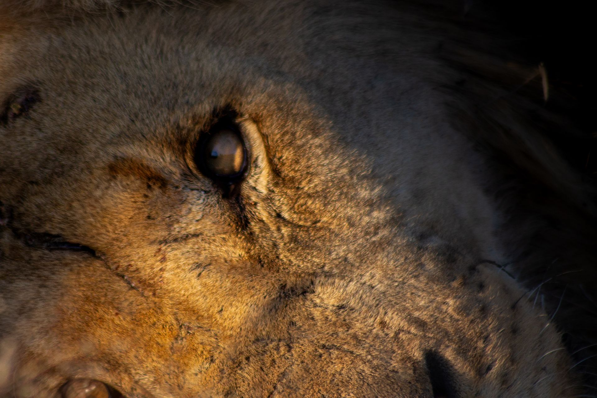Lion Eye
