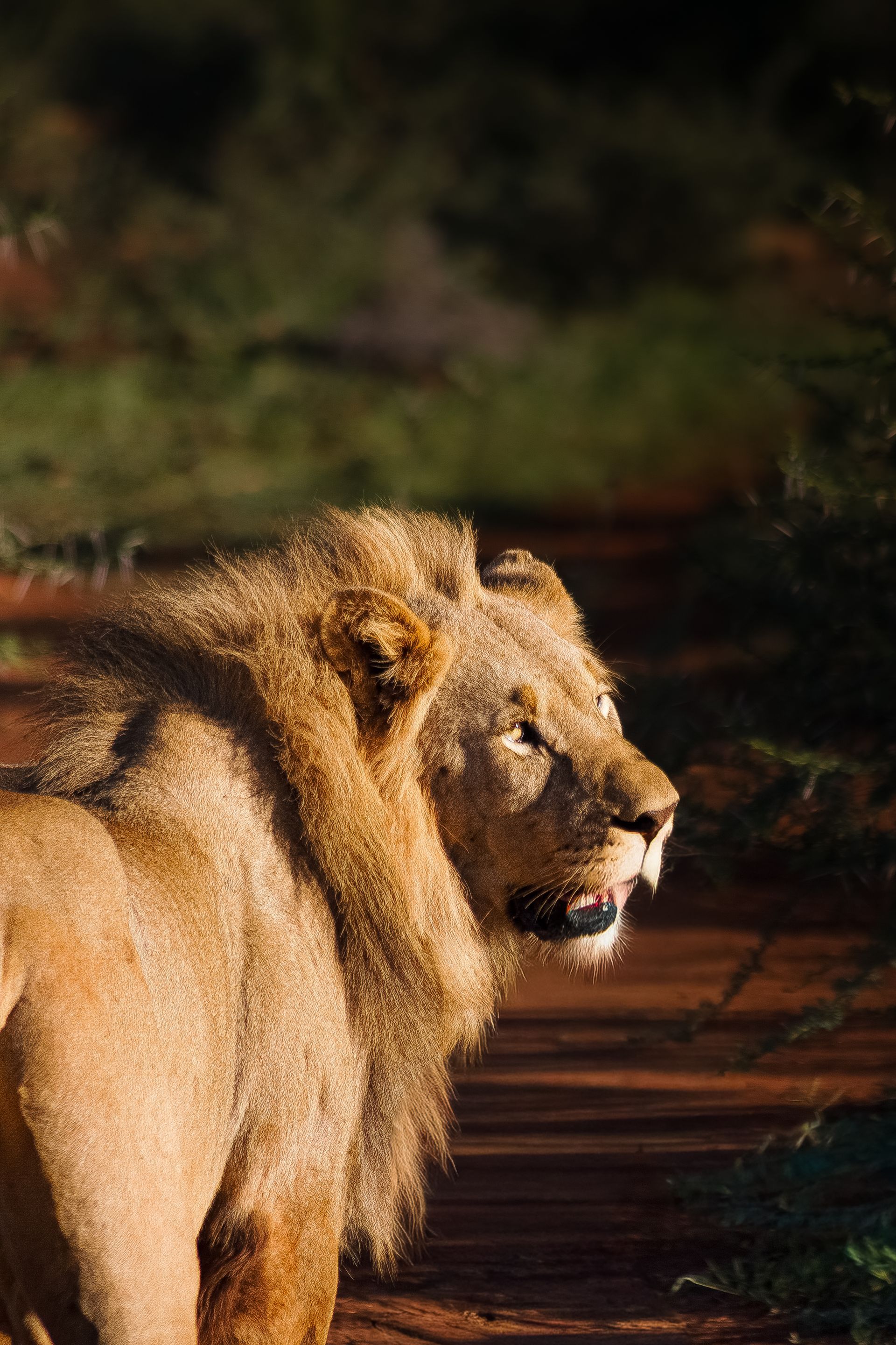 Lion in Sunlight