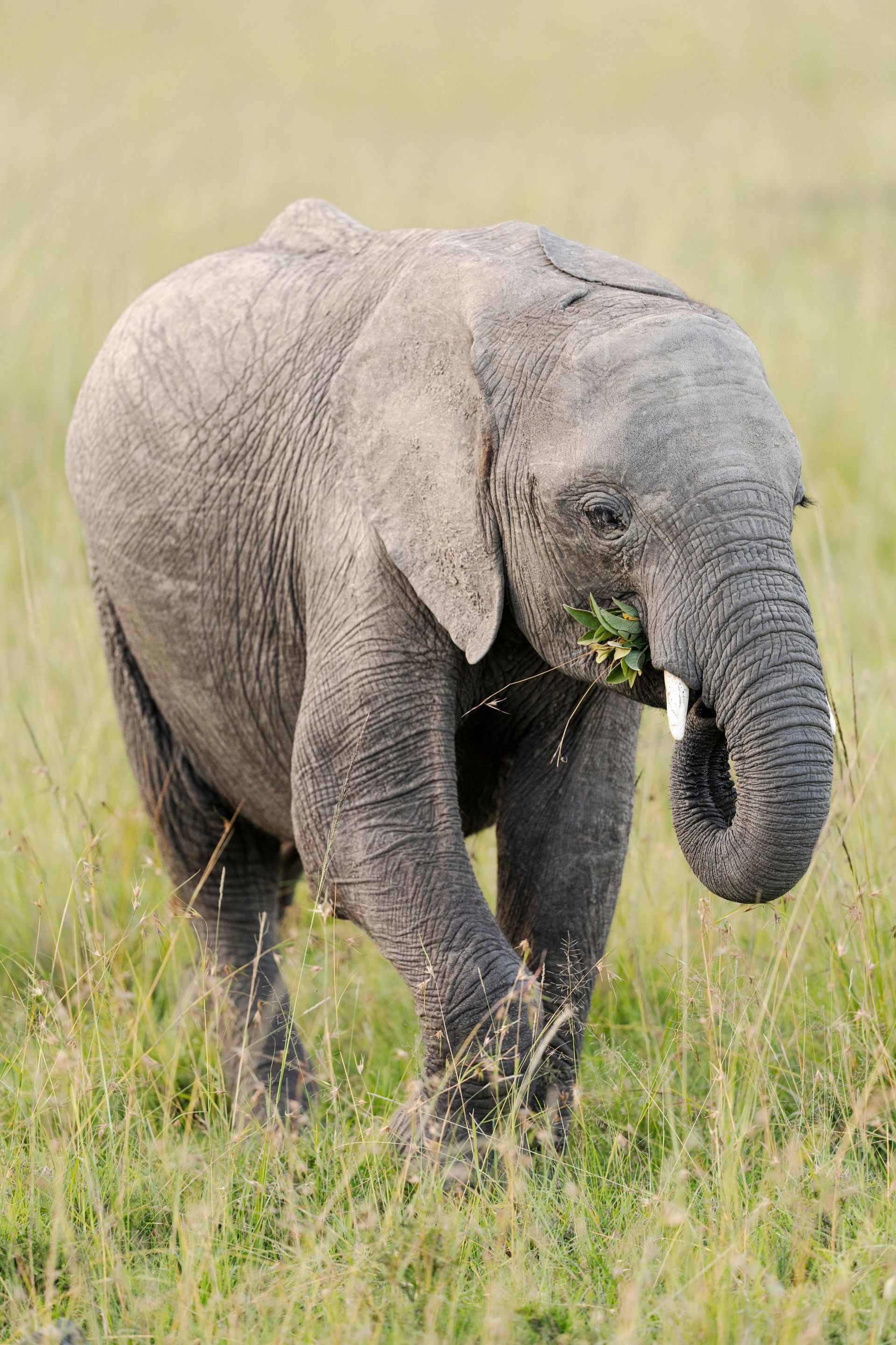 Young elephant walking through tall grass with vegetation in its mouth