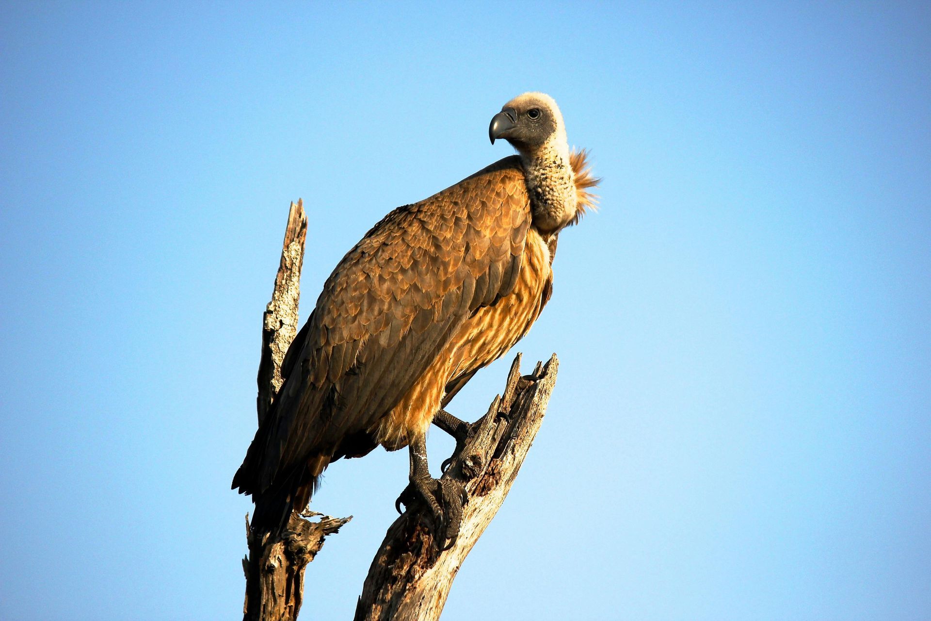 Cape Vulture