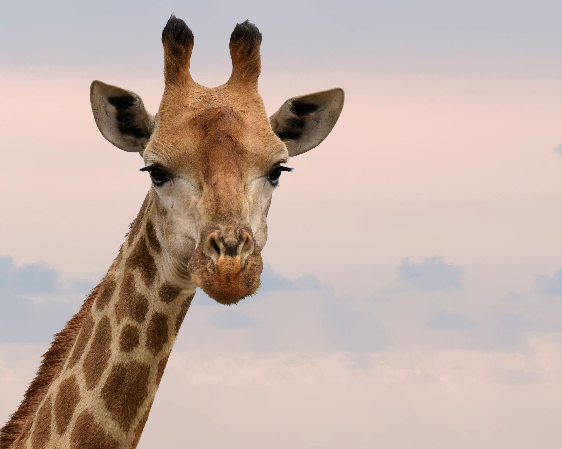 Giraffe at sunset
