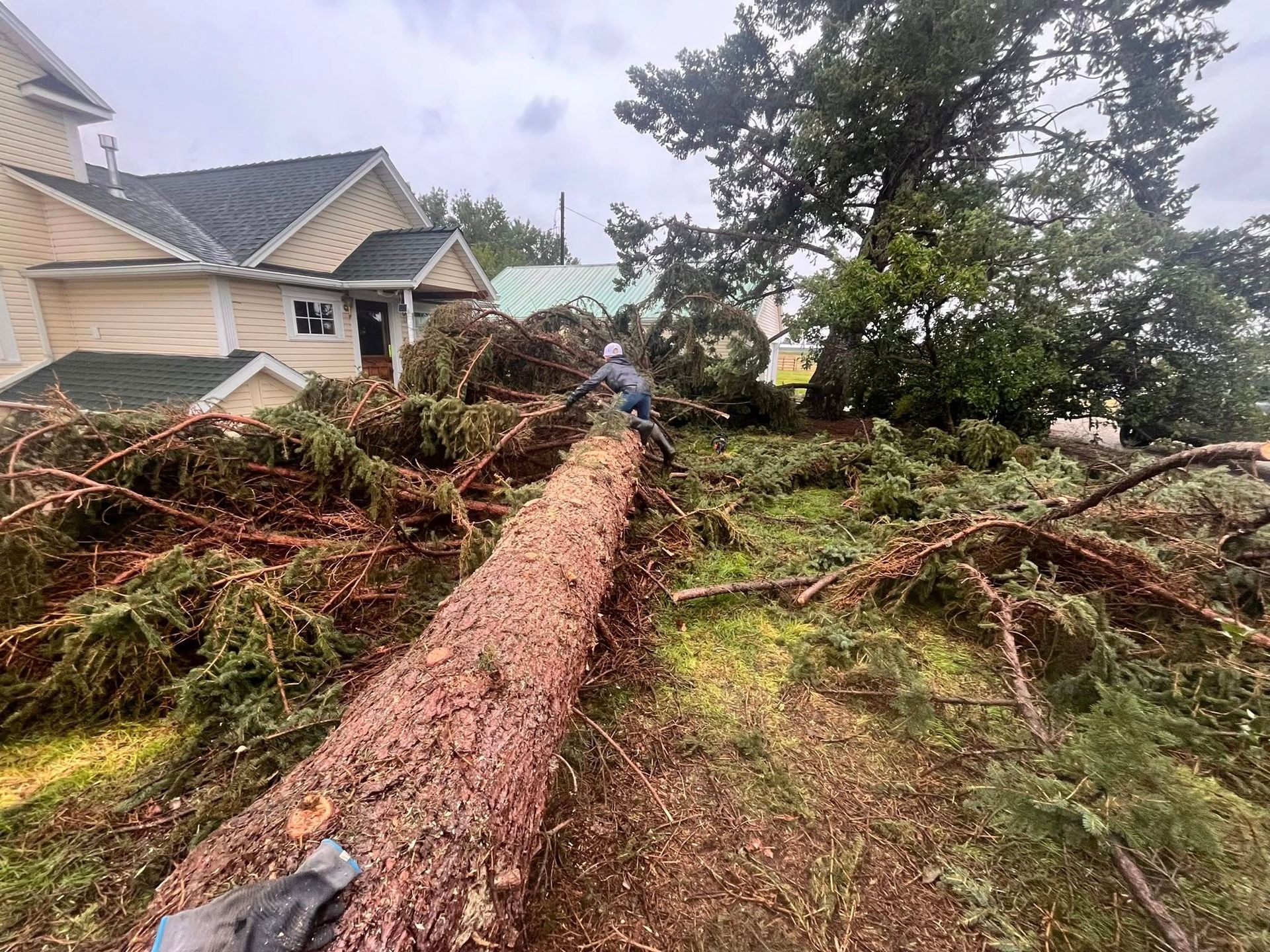 A person standing on a large fallen evergreen tree in a residential yard near a house.