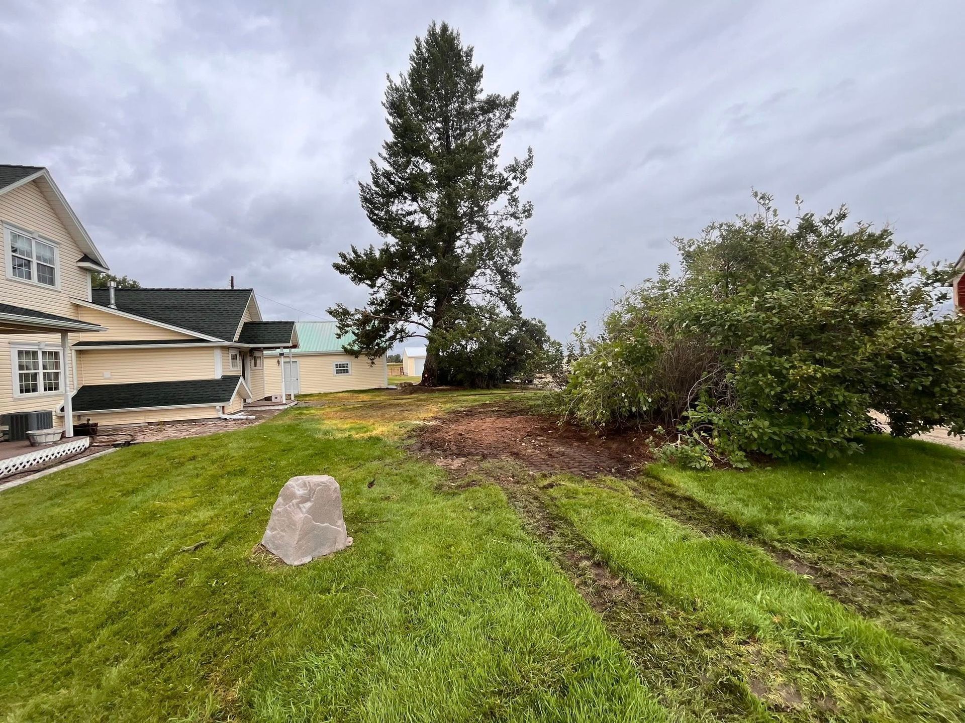 A grassy yard with a tall evergreen tree, a beige house on the left, and a large bush appearing pushed over on the right.