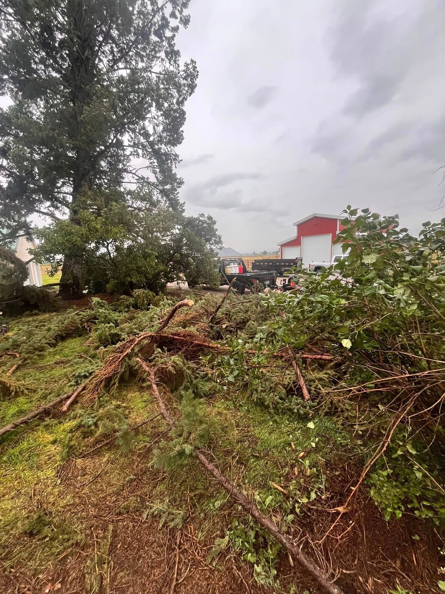 A large tree lies on its side after being cut, with branches scattered across a grassy area near a red and white building.