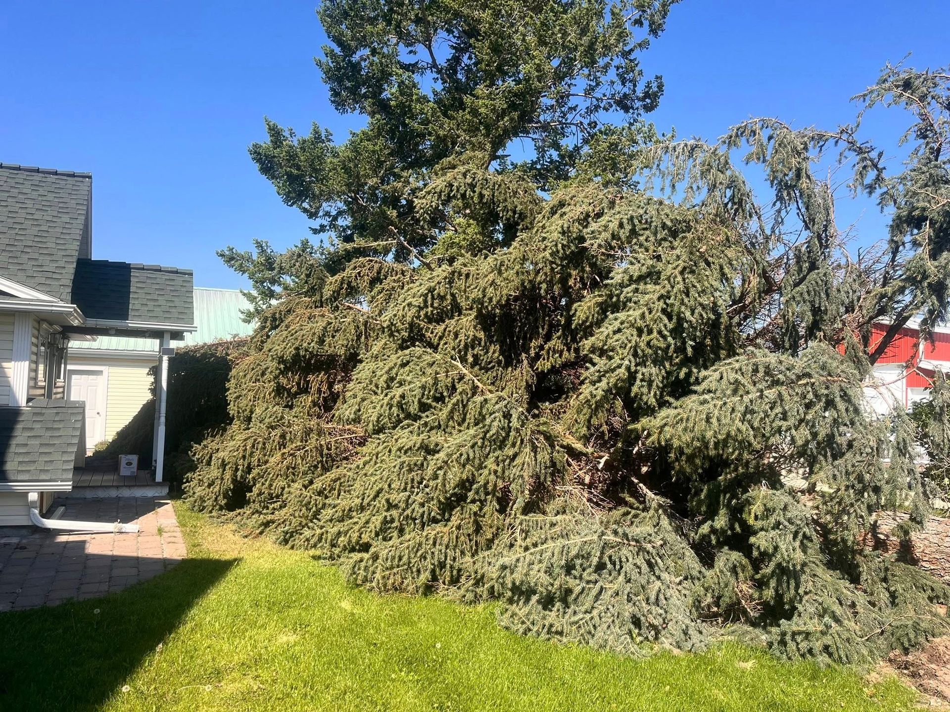 A large evergreen tree has fallen onto the grass in front of a residential house under a clear blue sky.