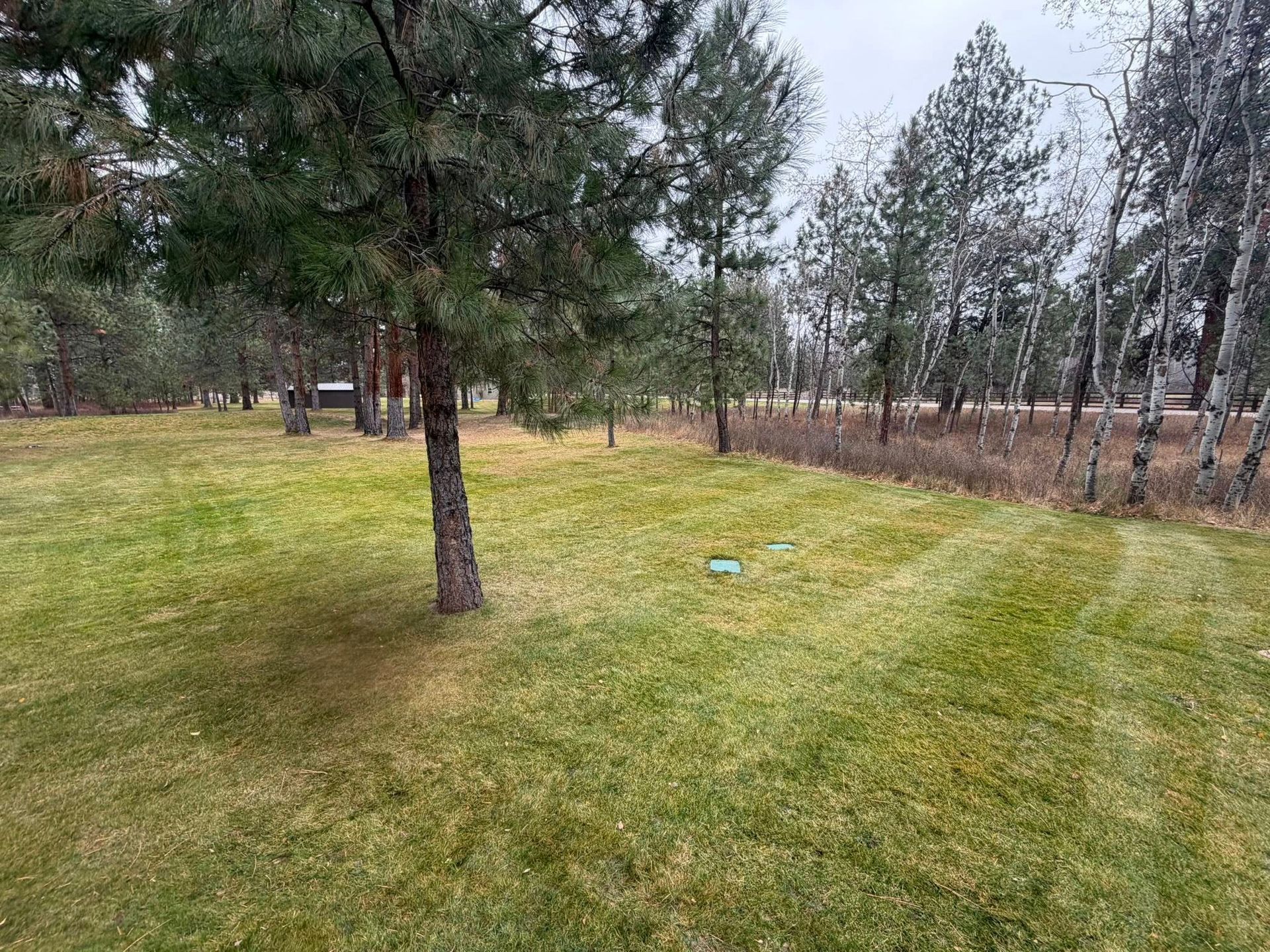 A lawn with a lone evergreen tree in the foreground, bordered by a dense line of trees under a cloudy sky.