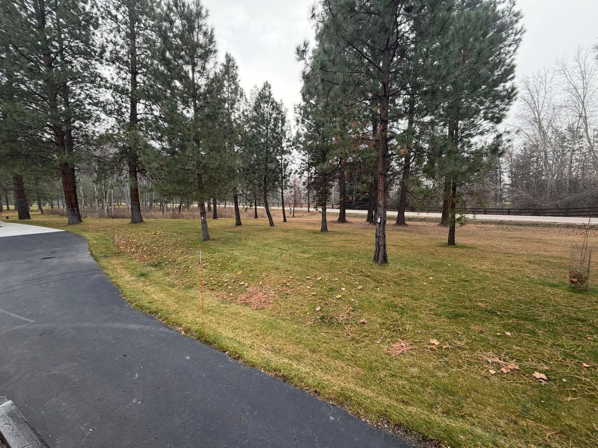 A paved path curves into a grassy area filled with tall evergreen trees under an overcast sky.