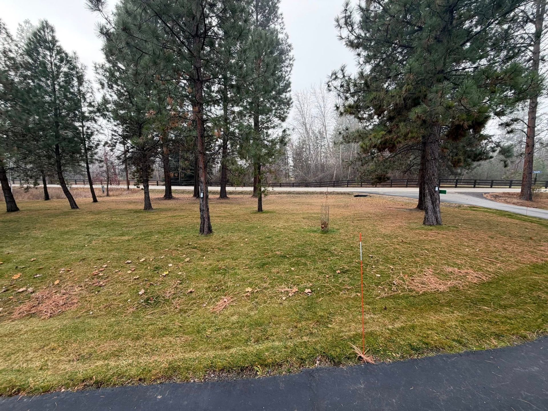 A grassy clearing with several pine trees on a cloudy day, featuring a paved path in the foreground and a road beyond.