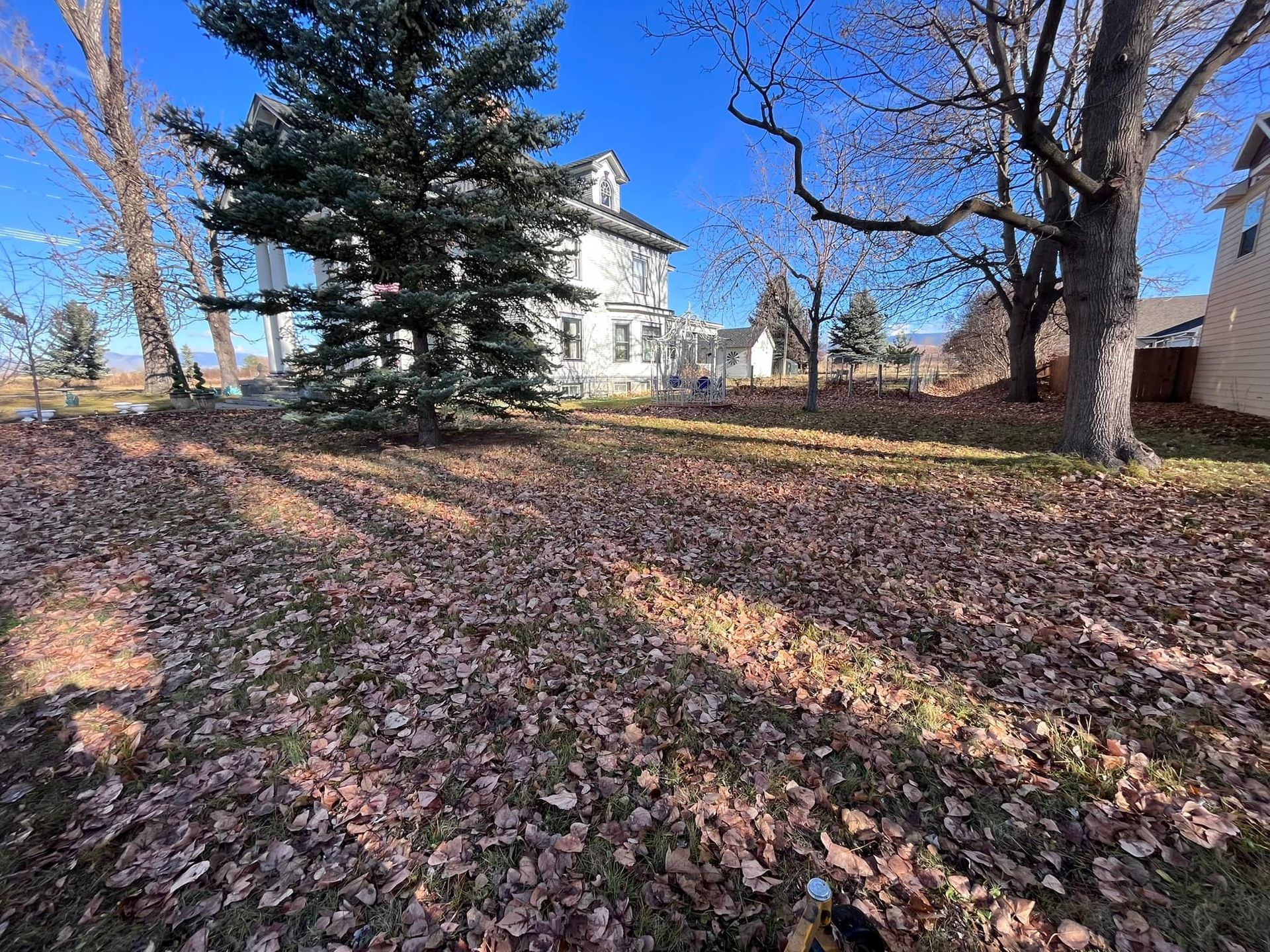 A large, white, multi-story house stands behind a yard covered in fallen autumn leaves on a bright, sunny day.