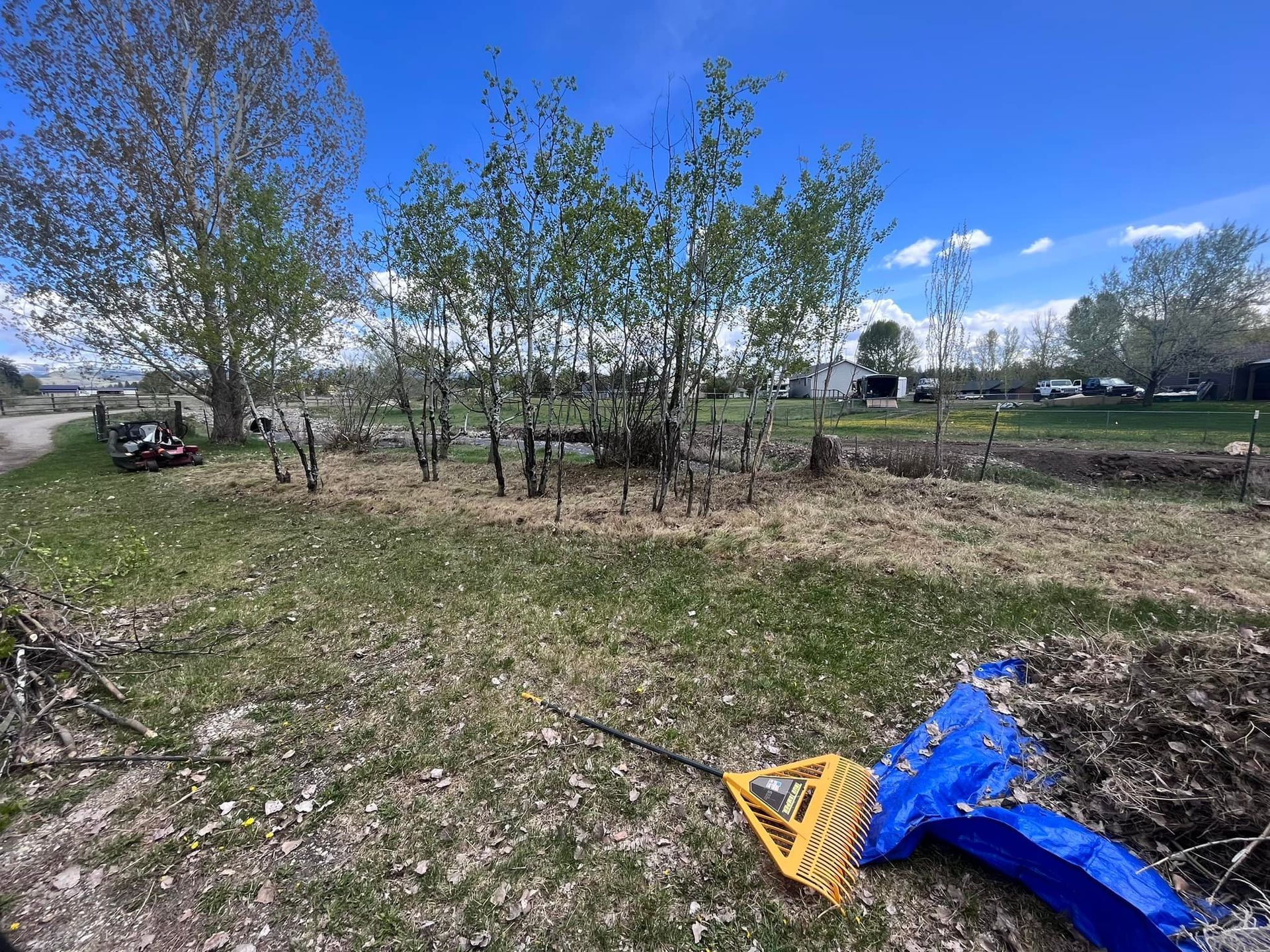 A bright, sunny day over a yard featuring a grove of small trees, a patch of dry grass, and a yellow rake on a blue tarp.